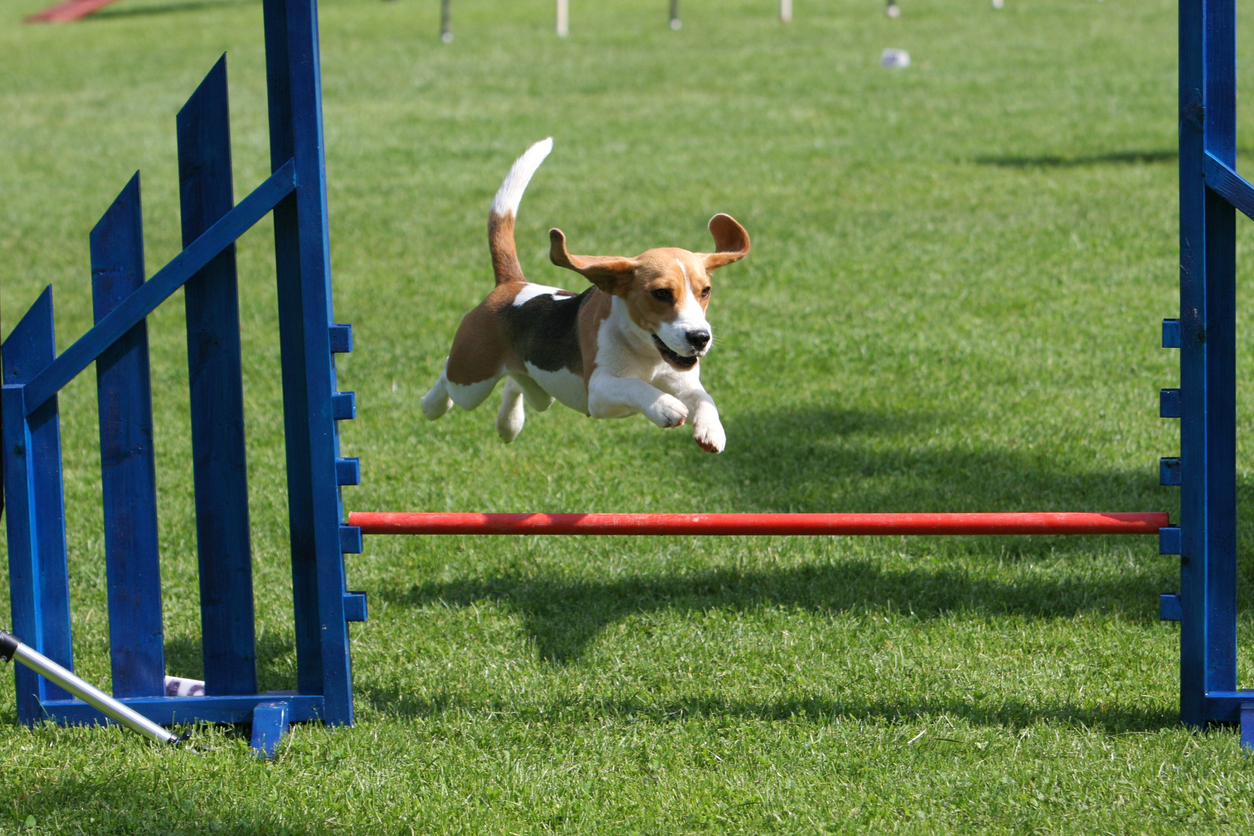 アジリティ Agility を高めれば組織が変わる ビジネス用語としての意味を解説 Marketrunk