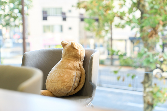 写真：蓄熱式ねこ湯たんぽ